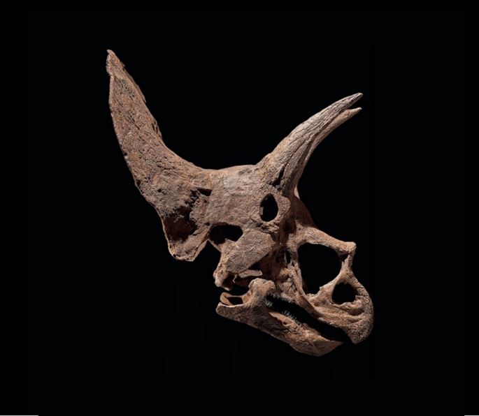 Triceratops Skull &#39;Triceratops Prorsus&#39; | MasterArt
